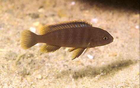 Pseudotropheus sp. 'tiny' Thumbi West Island